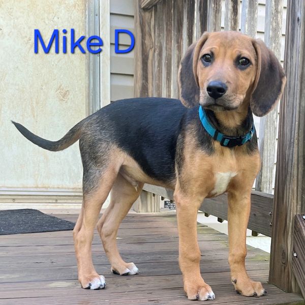 A young dog named Mike D stands on a wooden porch, wearing a blue collar.