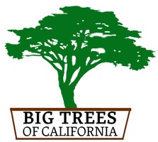 Big Trees of California