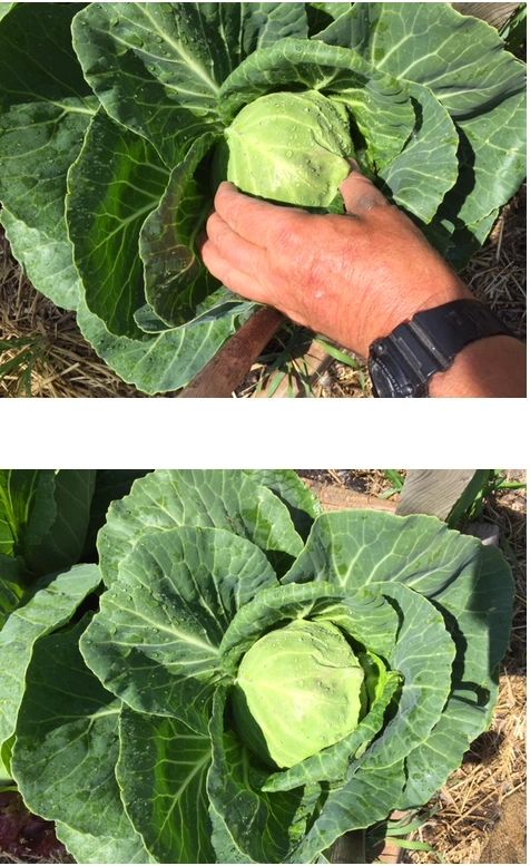 First Cabbage Almost Ready To Harvest First Cabbage Almost Ready To Harvest