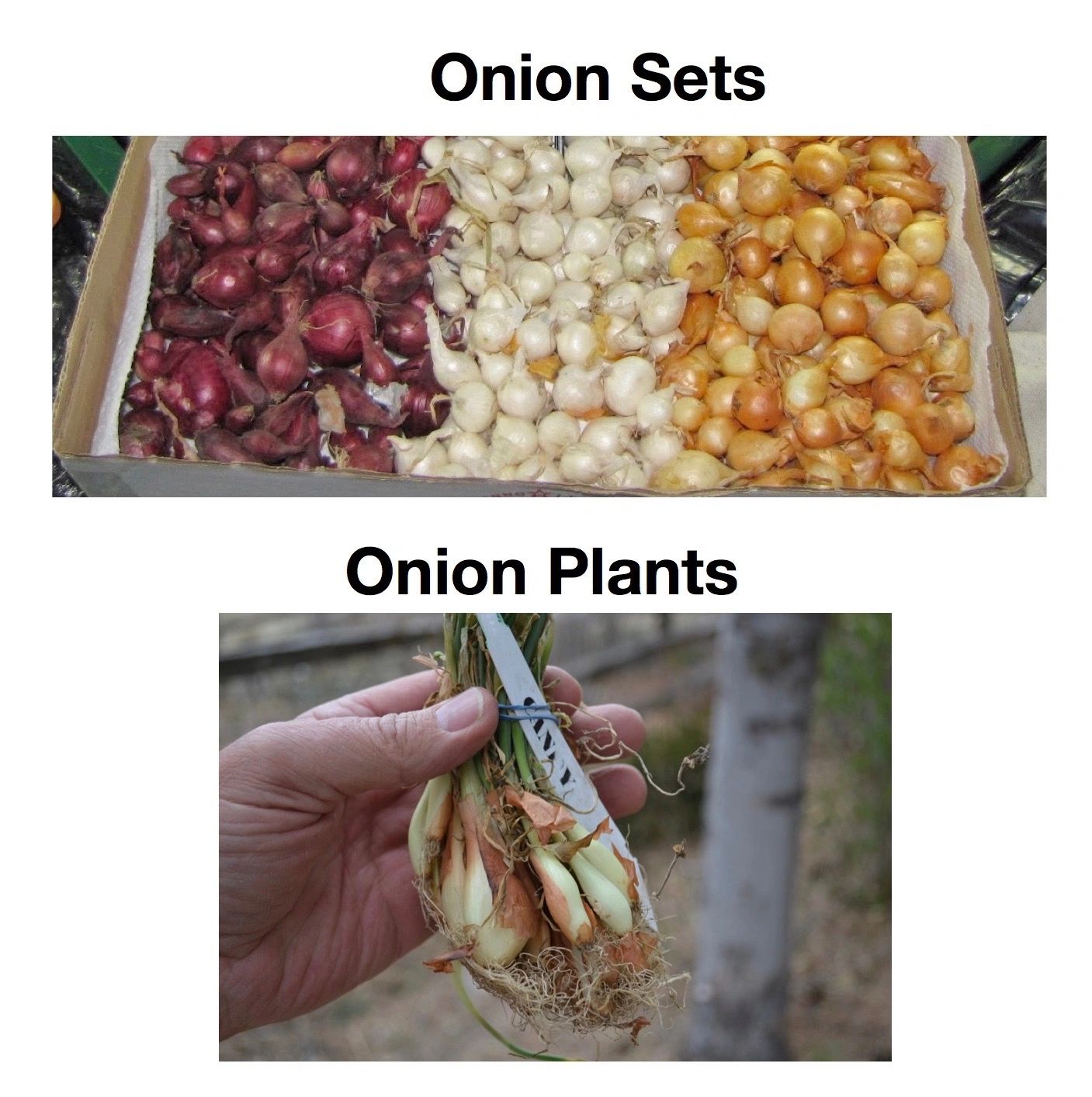 Onion Sets vs. Onion Plants