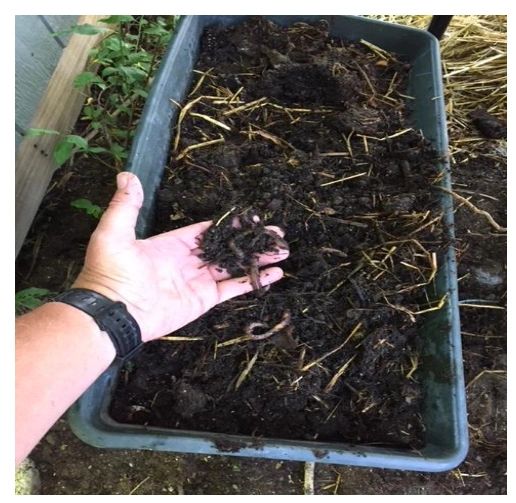 Easy Earthworm Bins