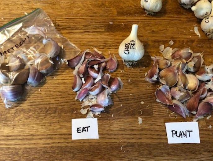 Time to Get Your Garlic Bulbs Ready to Plant (Oct 1st!!!)