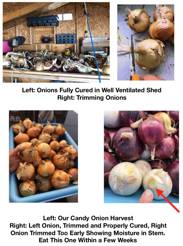 The Onions Are Cured and Why Do Onions Make You Cry?