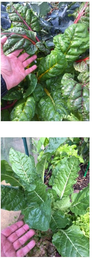 Swiss Chard Not Too Late A Nutritional Bonanza