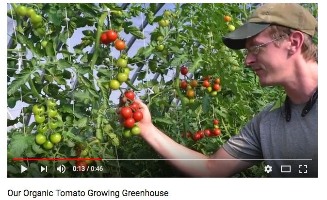 Growing Tomatoes In A Hoop Tunnel Greenhouse