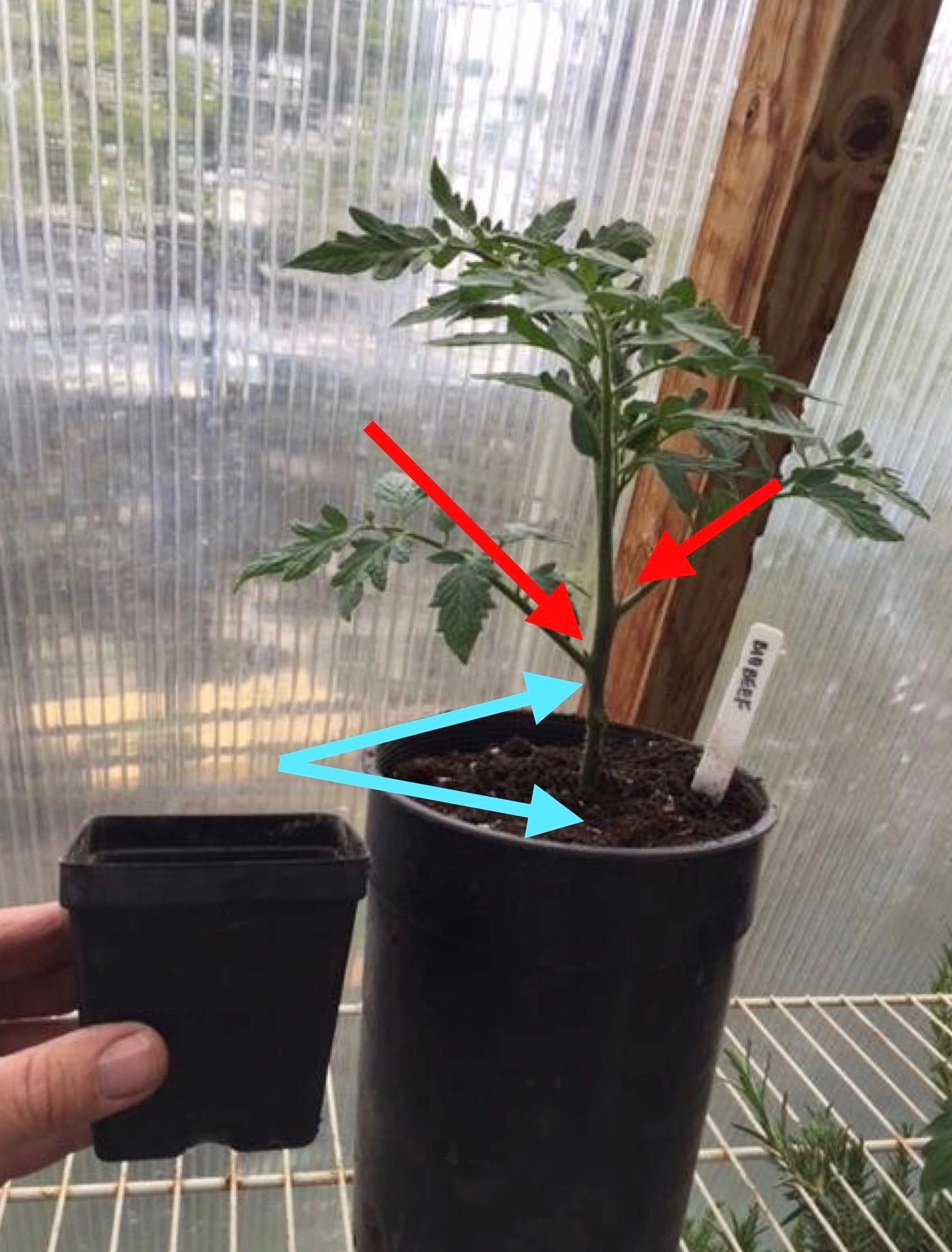 free download trimming tomato plants