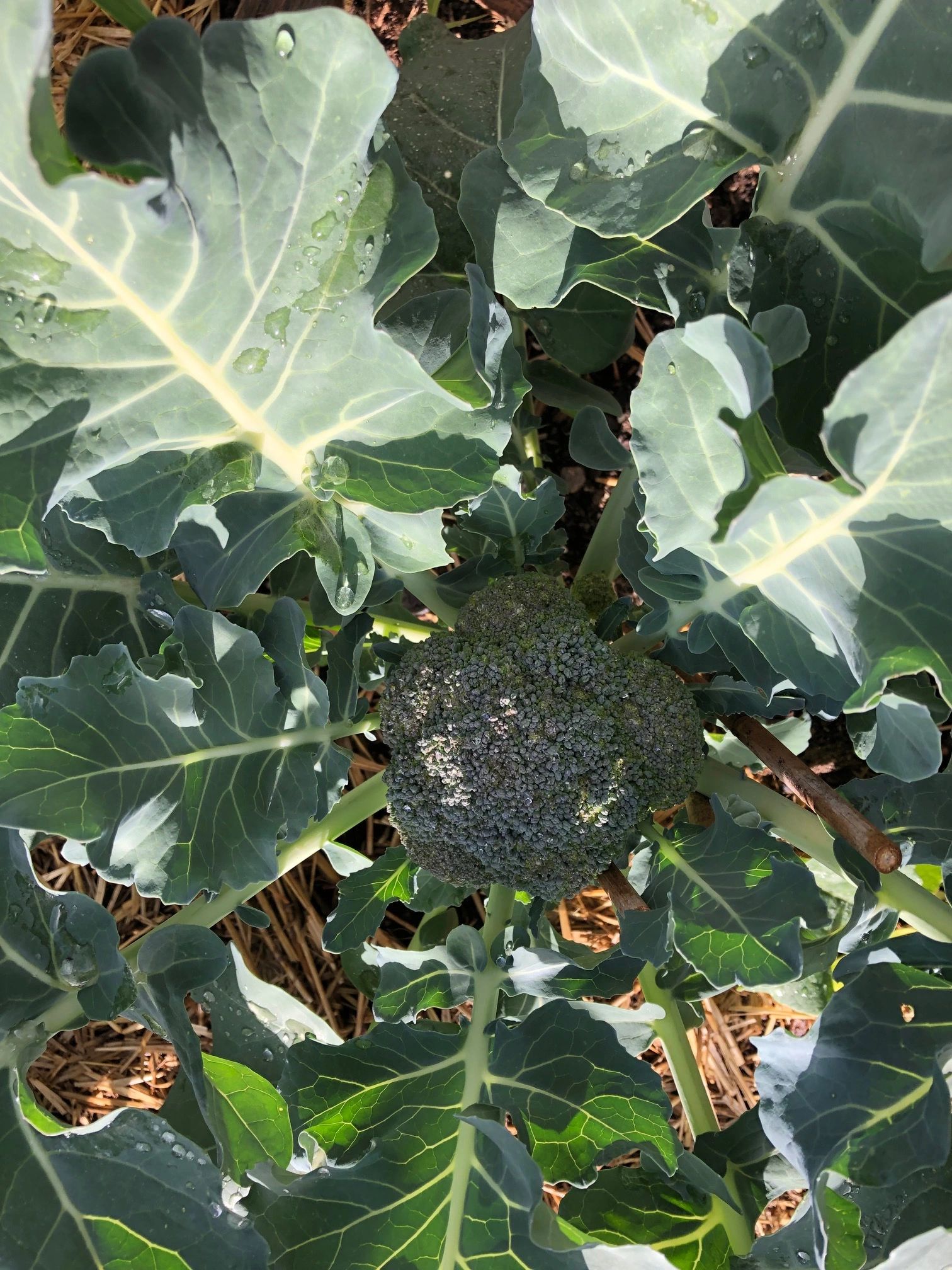 Our Broccoli is Ready to Harvest...then lots of side shoots!