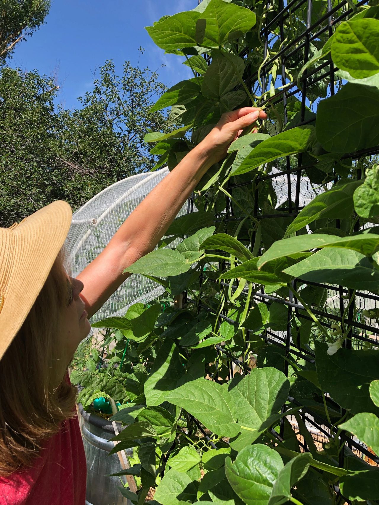 Still The Best Green Bean on the Planet! Just Not My Opinion!, image size:1280x1707