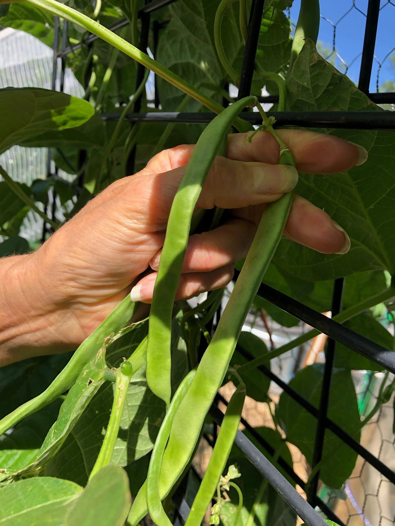 Still The Best Green Bean on the Planet! Just Not My Opinion!, image size:1280x1707