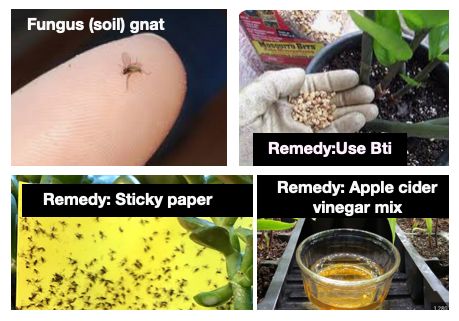 Little Flies Buzzing Around Your Indoor Plants?
