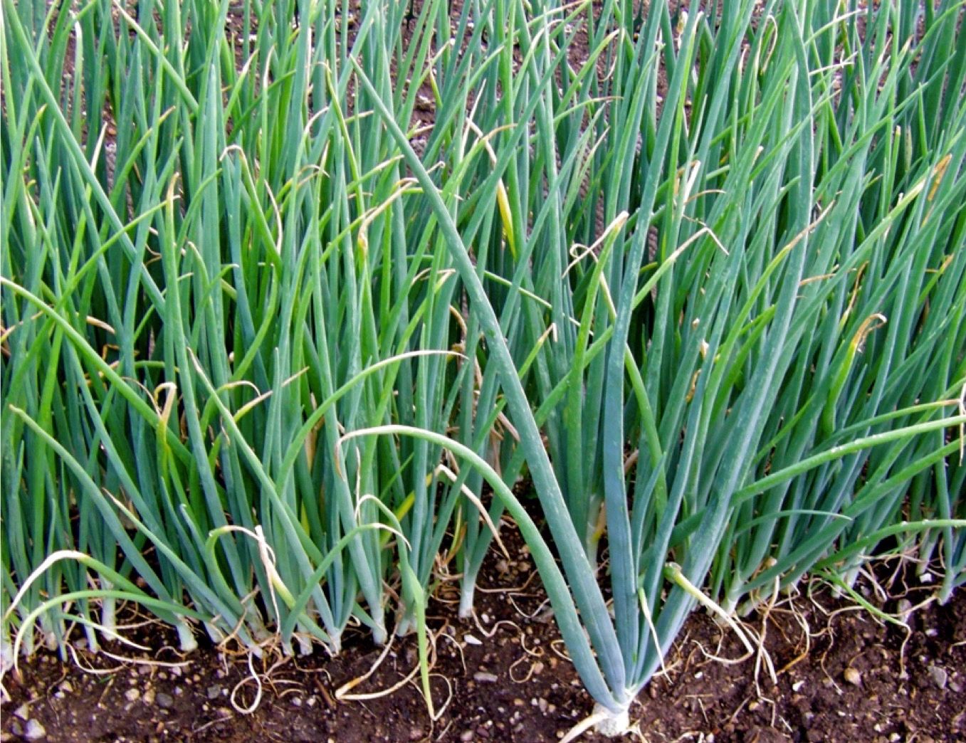 What do you do with extra onion plants?