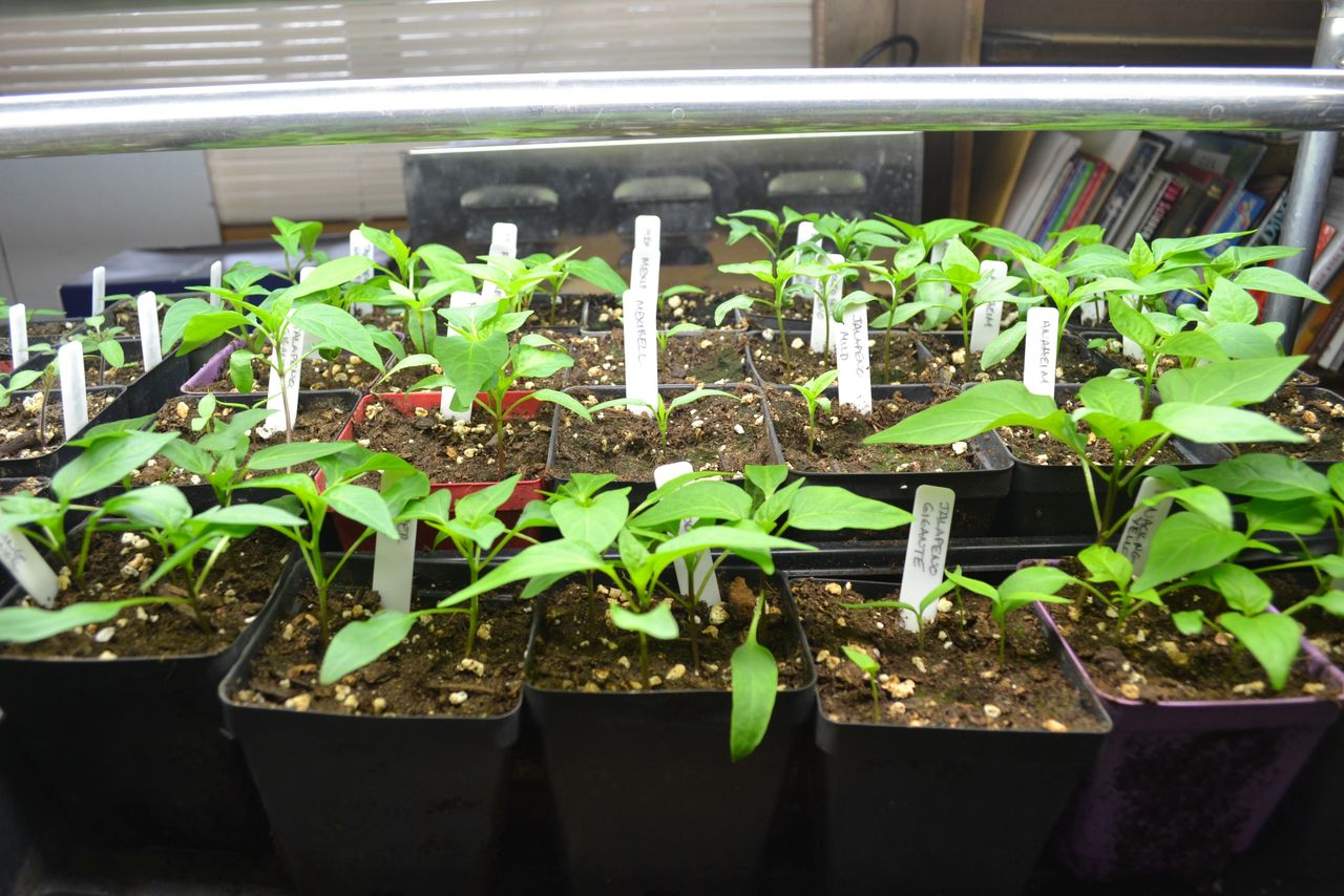 green pepper plant seedlings