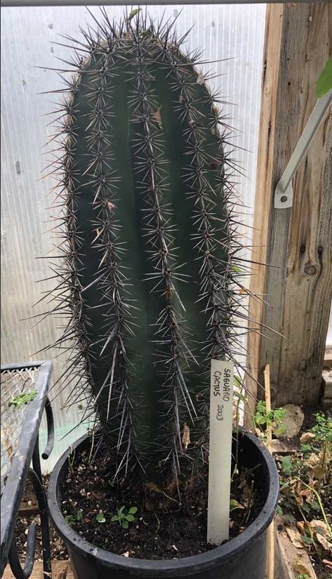 Fifteen Years Ago I Planted This Giant Saguaro Cactus from ...