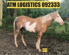 ATM-Logistics - 092333.net