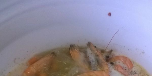 Captain Gravel's Boiling Bucket - Watch me Boil 2 Dozen Crabs and 2 Lbs of  Large Shrimp 