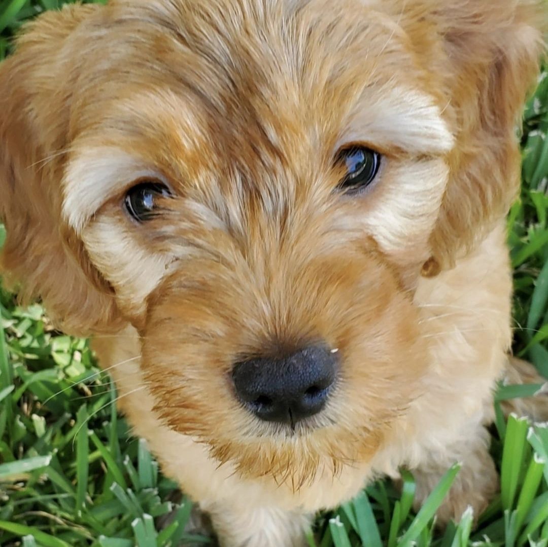 Pet Sitting, Pets, Dog Walking - Pooch Patrol - Sugar Land, Texas