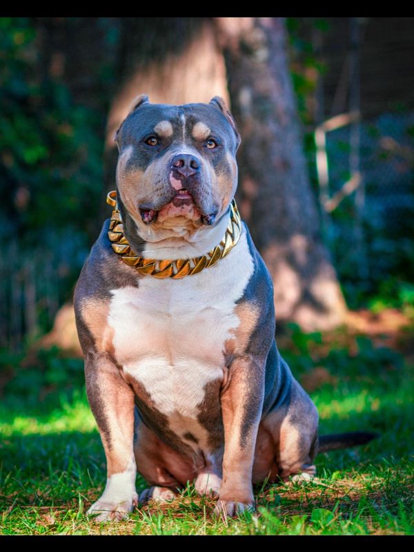 Expert Dog Obedience Training at Apex K9 Academy