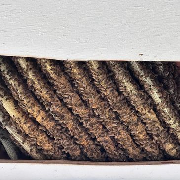 Beehive removal from the soffit of a house. 