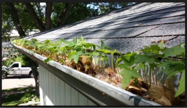 Gutters full of debris and earth growing causing blockage of rain water leading to overflow 