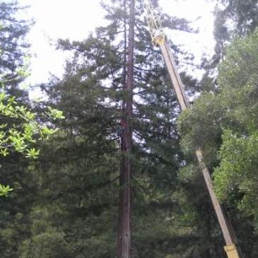 Crane lifting equipment near tall tree in forest.