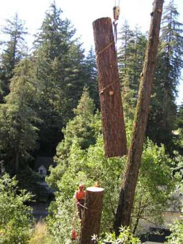 Large tree removal with crane