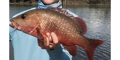 Mangrove Jacks