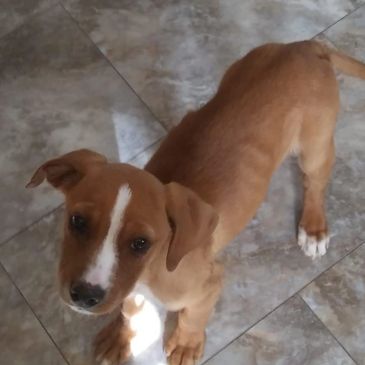 Tan and white puppy