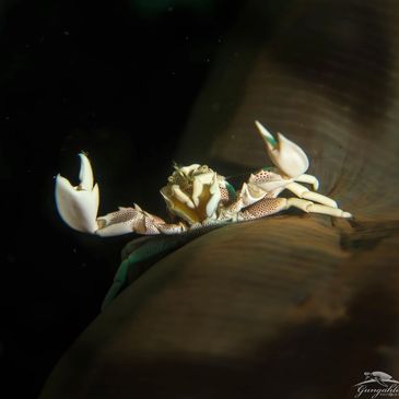 porcelain crab