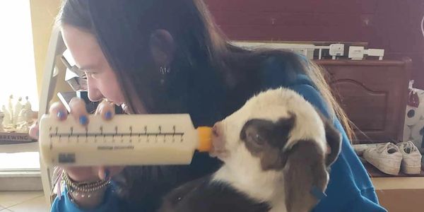 A woman feeding a baby goat