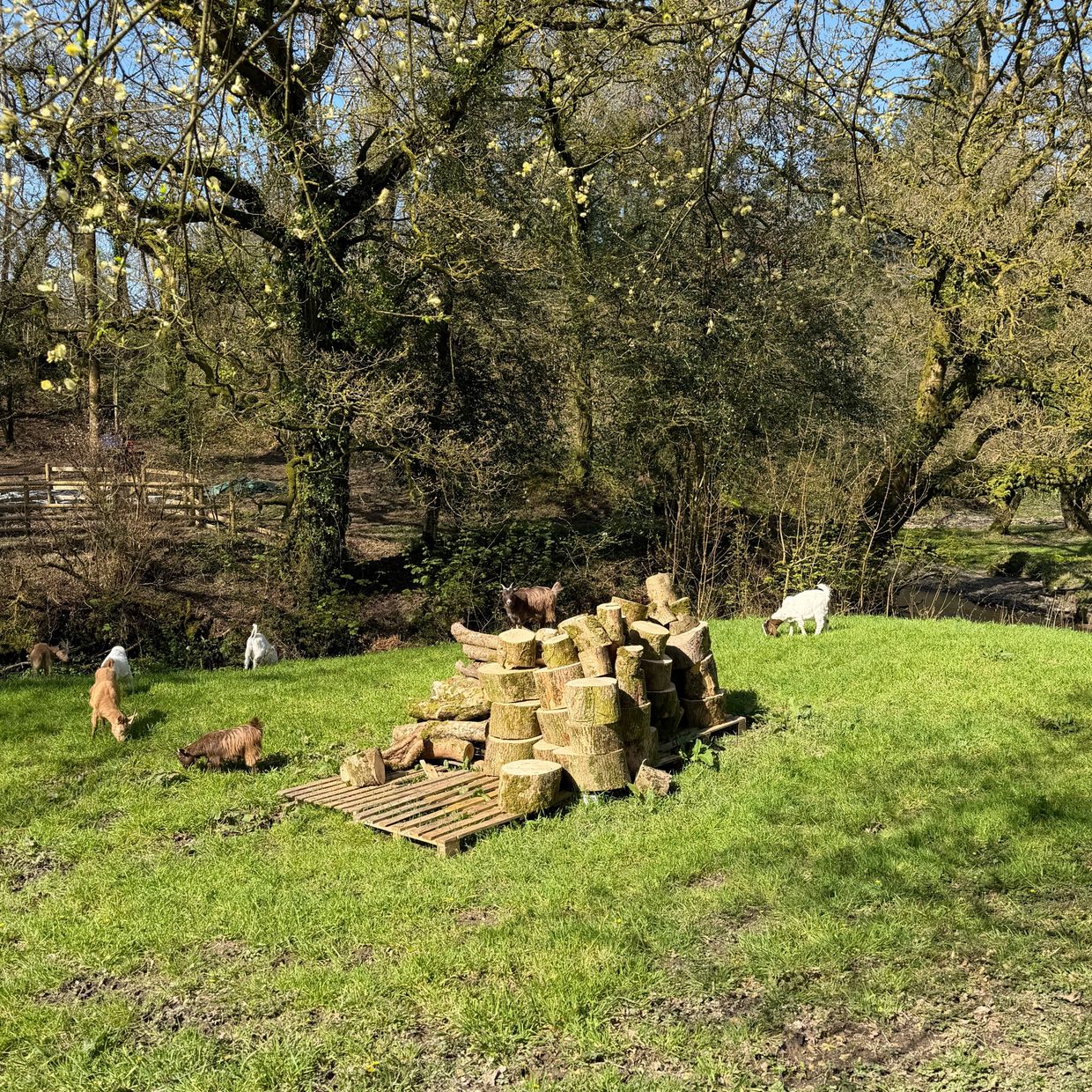 Goats grazing on green grass near a pile of chopped logs in a sunny clearing.