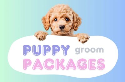Puppy Grooming Packages