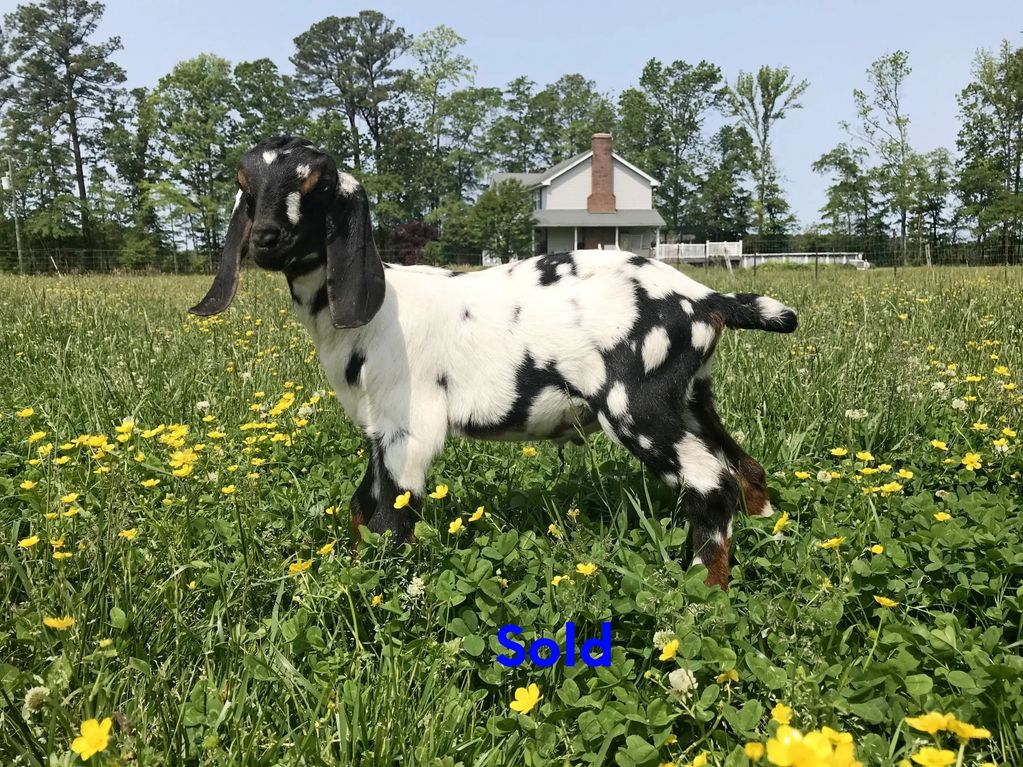 Baby Goat With Rare Condition in North Carolina Named Miracle