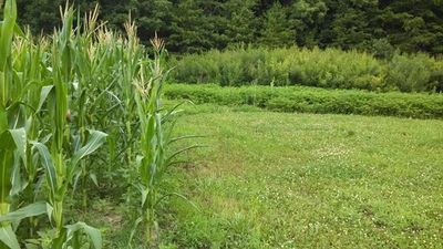 Food plot management