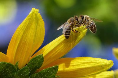 NC pollinator fields