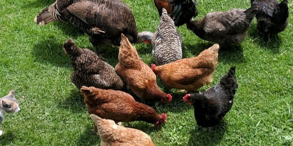 Our hens are free ranging which helps them produce  excellent eggs.