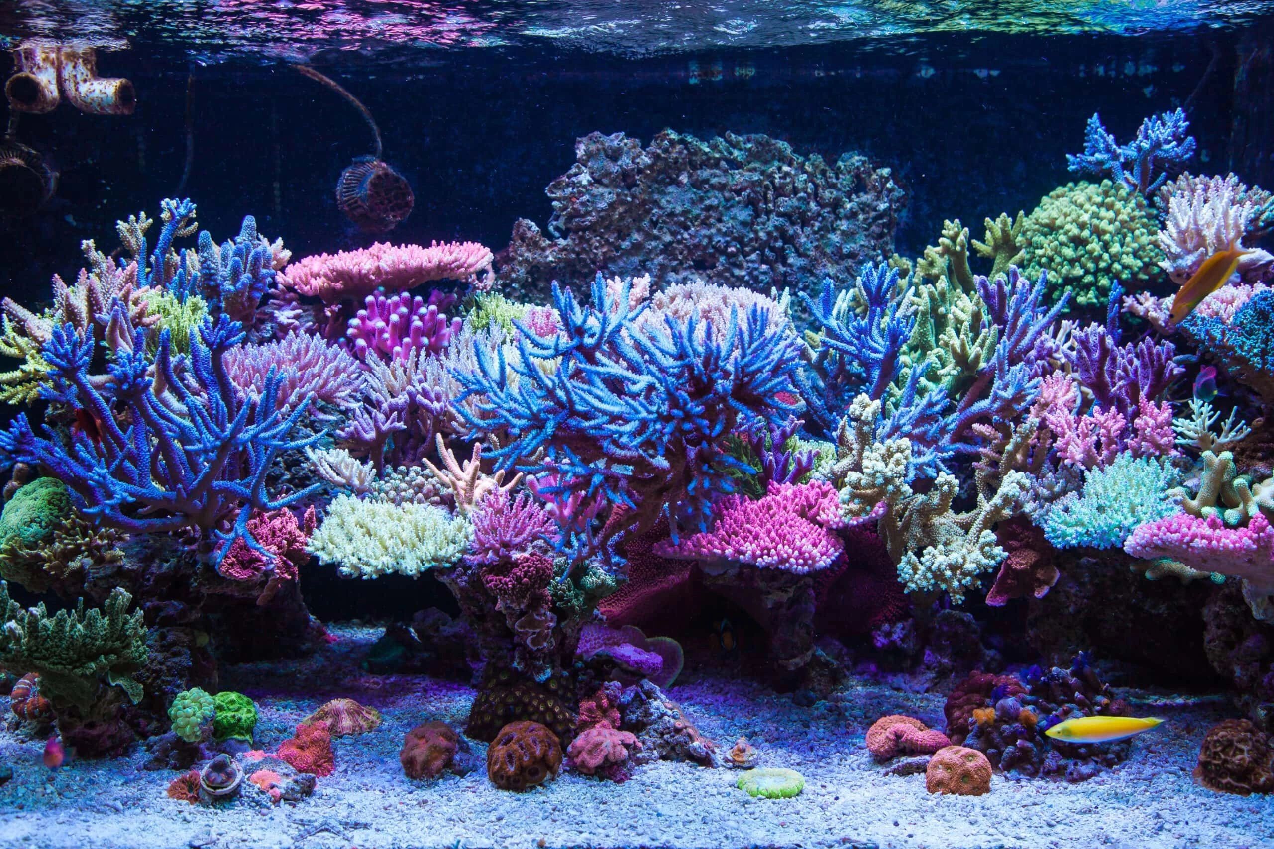 Best Aquarium Store for Fish Supplies