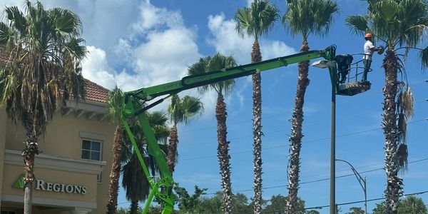 Worker trims palm trees using a green boom lift near a building.