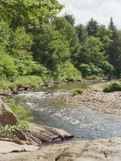 A peaceful river flowing through a green forest.