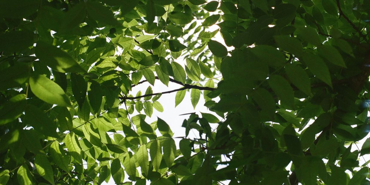 Sunlight filters through dense green leaves on tree branches.
