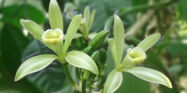 Close-up of delicate pale yellow orchid flowers.