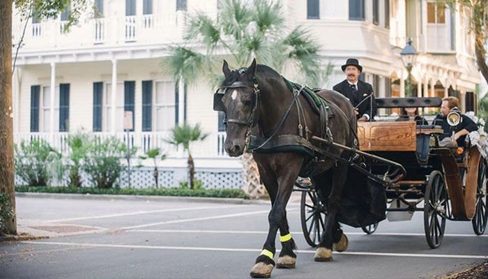 Romantic carriage ride through Savannah's historic oak trees