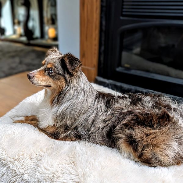 Australian Shepherd lying on a fluffy white bed indoors.