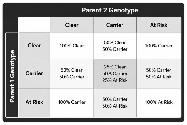Genotype inheritance table showing clear, carrier, and at-risk probabilities for offspring.