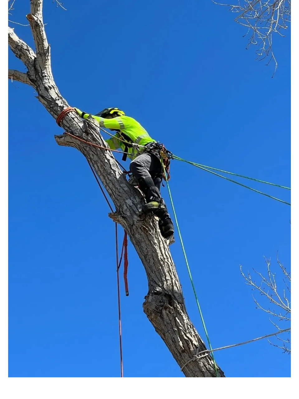 Summit Tree Service, Inc. Tree Service / Removal, Fire Mitigation
