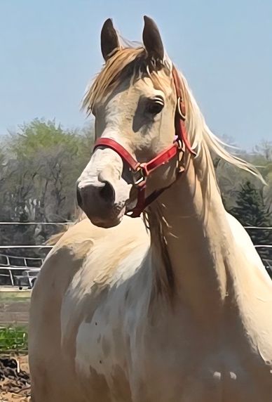Absolutely amazing Champagne tobiano mare that is kind and smart, big and bold!