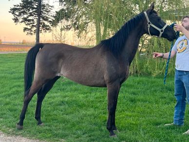 Ebony Magic, purebred homozygous delicate mare that is sweet, and comes running when she hears her n