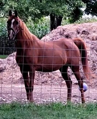 Purebred Arabian Mare with lines to Comet. Proven herself as a speed event queen with the heart of a