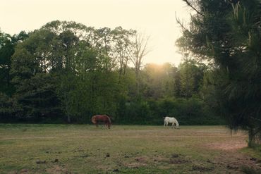 Two horses grazing in a peaceful, green field at sunset.