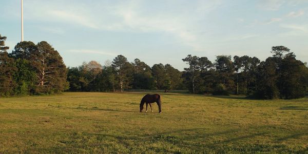 A lone horse grazing in a vast green field surrounded by trees under a clear sky.