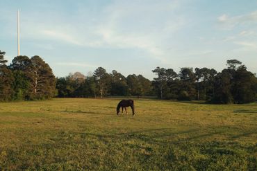 A horse grazing alone in a large green field under a partly cloudy sky.